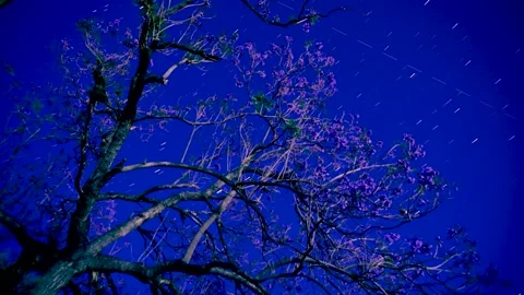Star trails jacaranda tree nocturnal Stock Footage 130467523