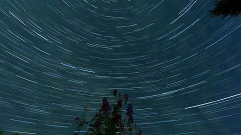 Star trails moving across the night sky over a flower silhouette Stock Footage 337392501