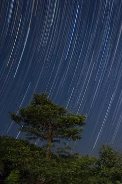 Star trails over big tree in nature forest on mountain at night Fotos Stock