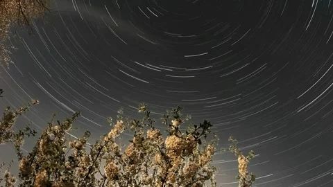 Star Trails Over Blooming Apple Tree Showing Earth’s Rotation, 2026 Stock Footage 326702859