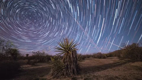 Star Trails over Joshua Tree Stock Footage 168835535