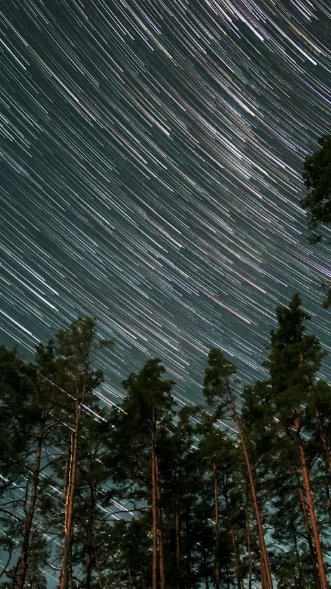 Star trails over pine forest Video stock 307386619
