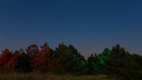 Star trails time lapse night sky over forest Stock Footage 337181301