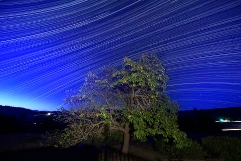Star trails of tree Stock Photos