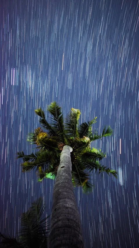 Star Trails Under Palm Tree – Magical Night Timelapse Stock Footage 313559204