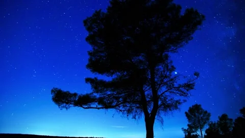 Star Tree Stock Footage 156528138