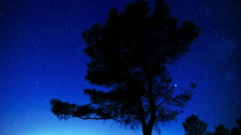 Star Tree Till Up Stock Footage 156528143