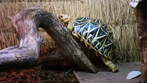 A star turtle climbs up on a tree branch in a zoo park. Indoor background.  Stock Footage 232940215