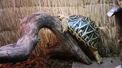 A star turtle climbs up on a tree branch in a zoo park. Indoor background. Stock Footage 232944142