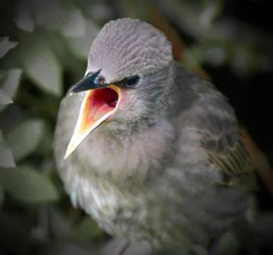 Starbabe Stock Photos