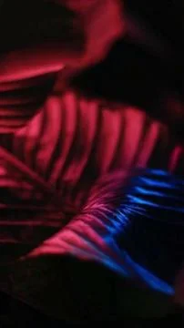 Starboy 库存照片