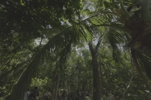 Starburst in a Forest Stock-Footage 246408083