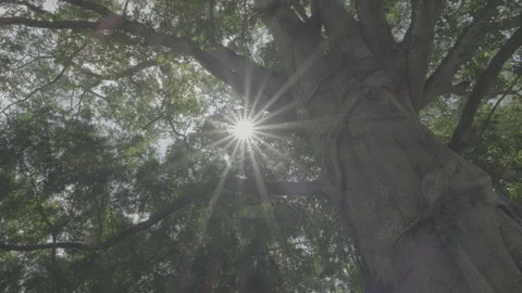 Starburst in the Forest Stock-Footage 246410458