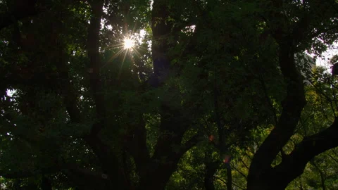 Starburst of sunrays through the tree leaves Stock Footage 260315119