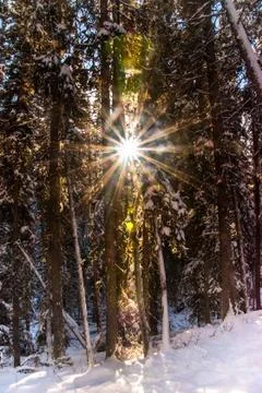 Starburst in the trees Stock Photos