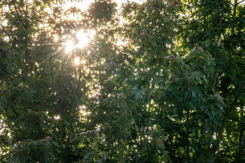 Starbursts through trees. Stock Photos