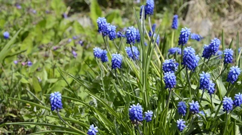 Starch grape hyacinth Stock Footage 66694916