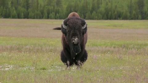 Stare Down with Bison 스톡 동영상 79534977