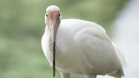 Stare Down with a White Ibis 스톡 사진