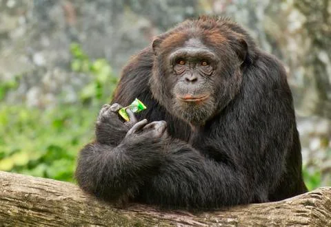 Stare of a Monkey Foto stock