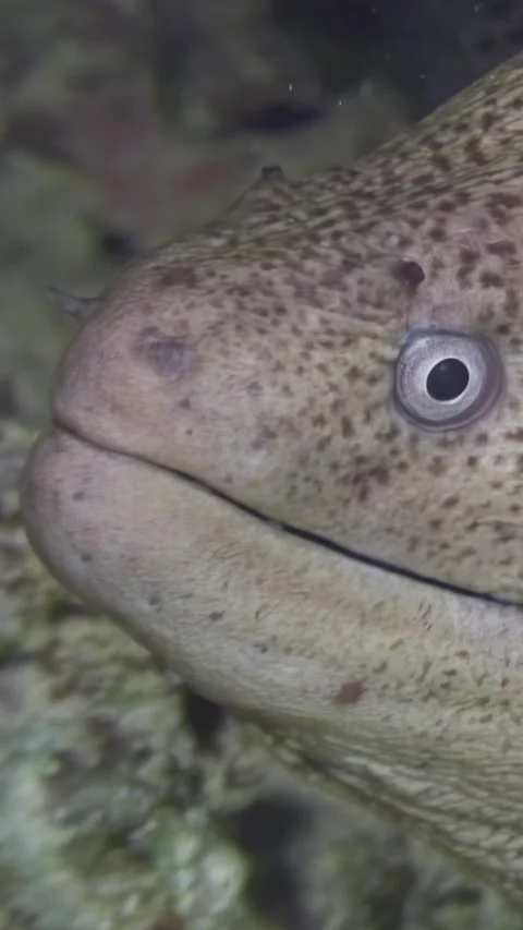 Stare into the soul of a giant moray eel, Red Sea at night Stock Footage 312714543