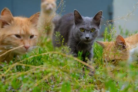 The stare of a stray cat Foto stock