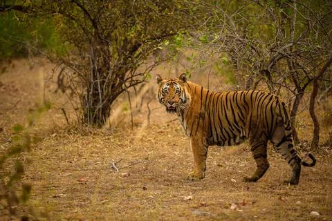 The stare of a tiger. 스톡 사진