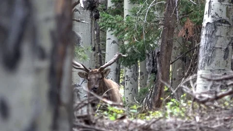 Staredown With Palmated Bull Elk In The Aspens Stock Footage