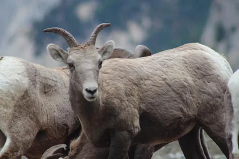 The staredown Stock Photos