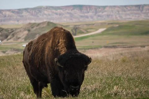 Staredown Stock Photos
