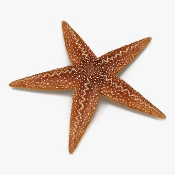 Starfish 2 3D Model