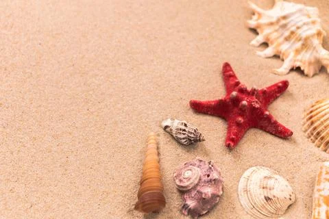 Starfish and beautiful shells on the sand, background for travel advertising, Stock-Fotos