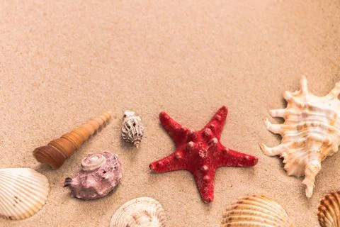 Starfish and beautiful shells on the sand, background for travel advertising, Stock Photos