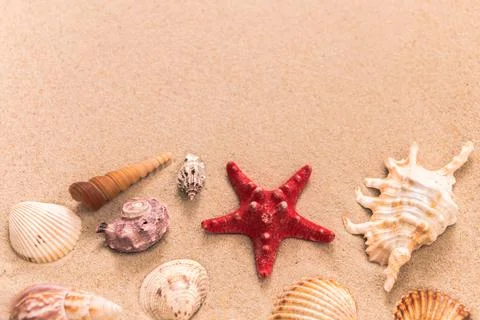 Starfish and beautiful shells on the sand, background for travel advertising, le Stock Photos