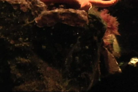 Starfish and crab Video stock 286057