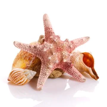 Starfish and different seashells on a white background. Close up. Stock Photos