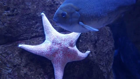 Starfish and Fish in Same Shot Underwater | 4k 24fps Stock Footage 137418561