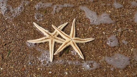 Starfish And Sea. Stock Footage 168316039