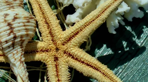Starfish and Sea Shells Stock Footage 50767248