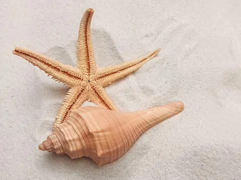 A starfish and seashell rest gently on soft white sand. Stock Photos