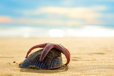 Starfish and seashell on the sand against the background of sparkling waves Stock Photos