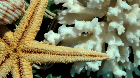 Starfish and Seashells Stock Footage 50767476