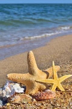 Starfish and seashells. Stock Photos