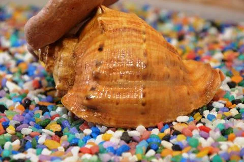 Starfish and seashells Stock Photos