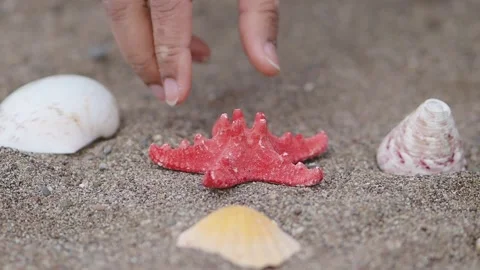 Starfish and seashells on the sand at the beach Stock Footage 335500705