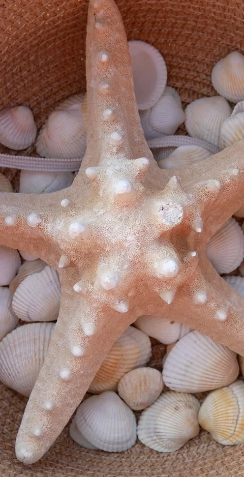 Starfish and seashells in a straw hat Stock Footage 307167630