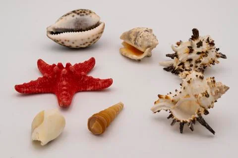 Starfish and seashells on the white table. Stock Photos