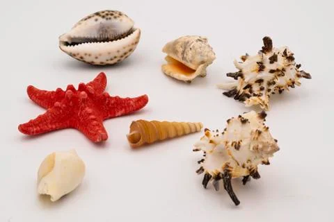 Starfish and seashells on the white table. Stock Photos