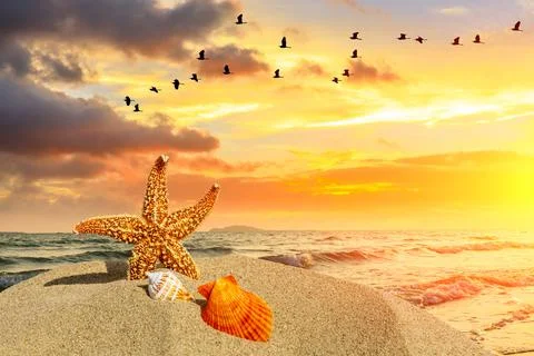 Starfish and shell on a beach sand. Stock Photos