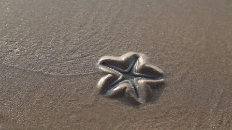 Starfish and shell Stock Footage 26369235